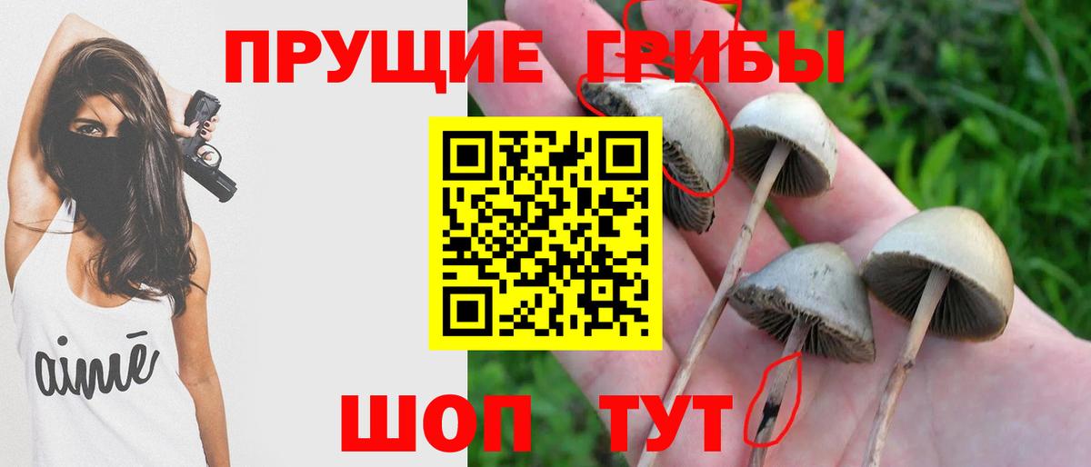 Псилоцибиновые грибы Psilocybine cubensis Набережные Челны